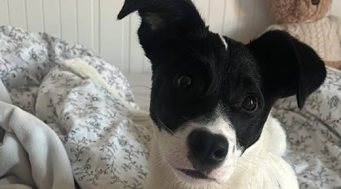 Chiens à adopter